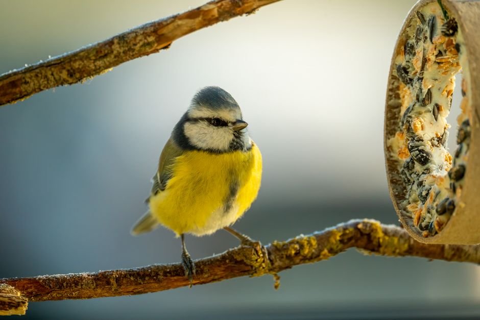 troubleshooting why birds aren't visiting my garden