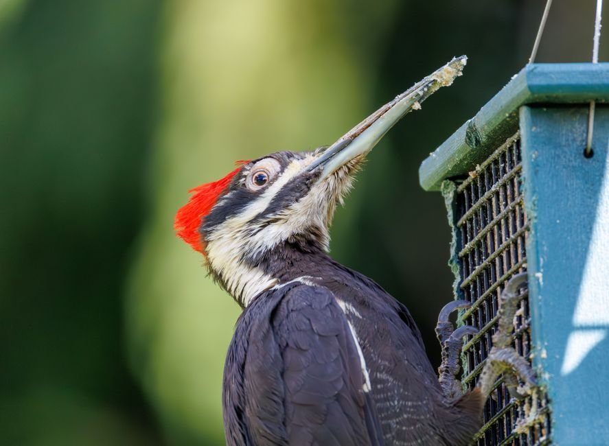 what attracts woodpeckers to bird feeders
