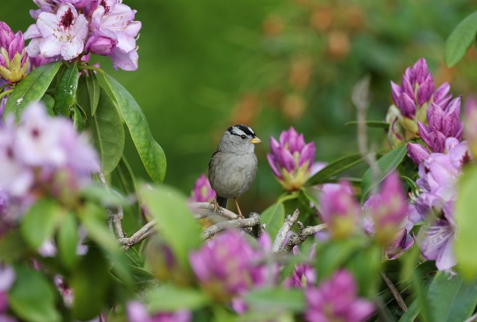 what is a bird-friendly garden