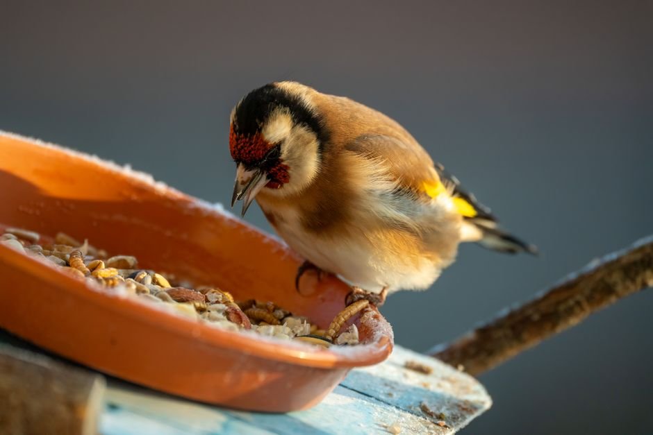 what is the best time to feed backyard birds