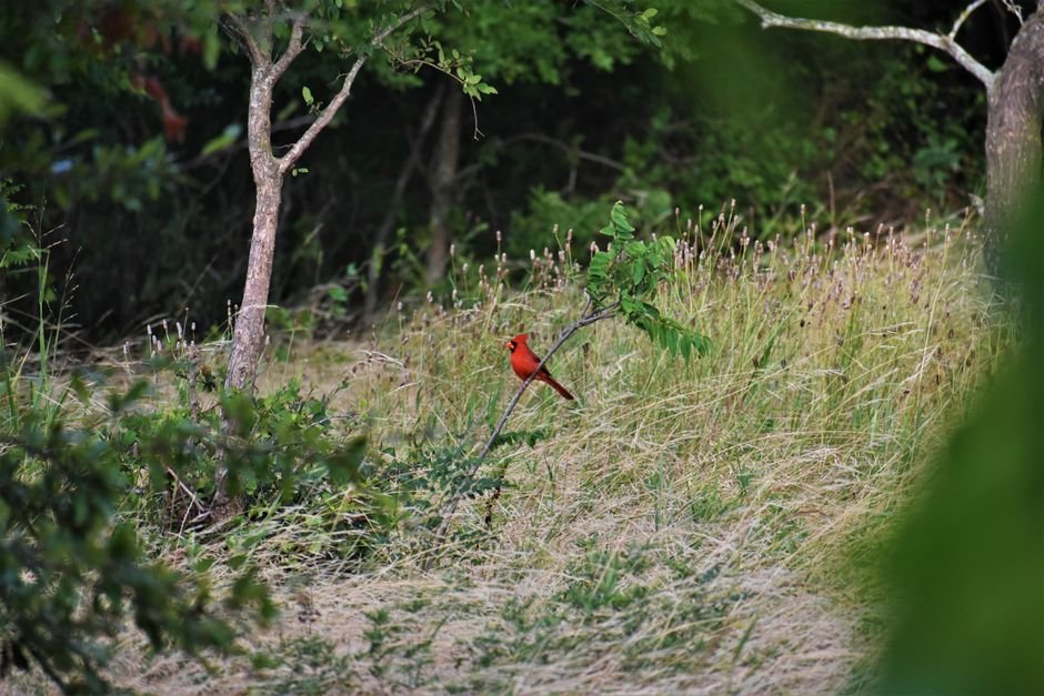 what plants do cardinals like