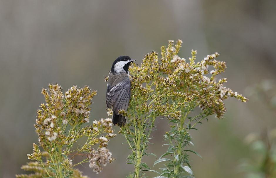 why are native plants important for birds