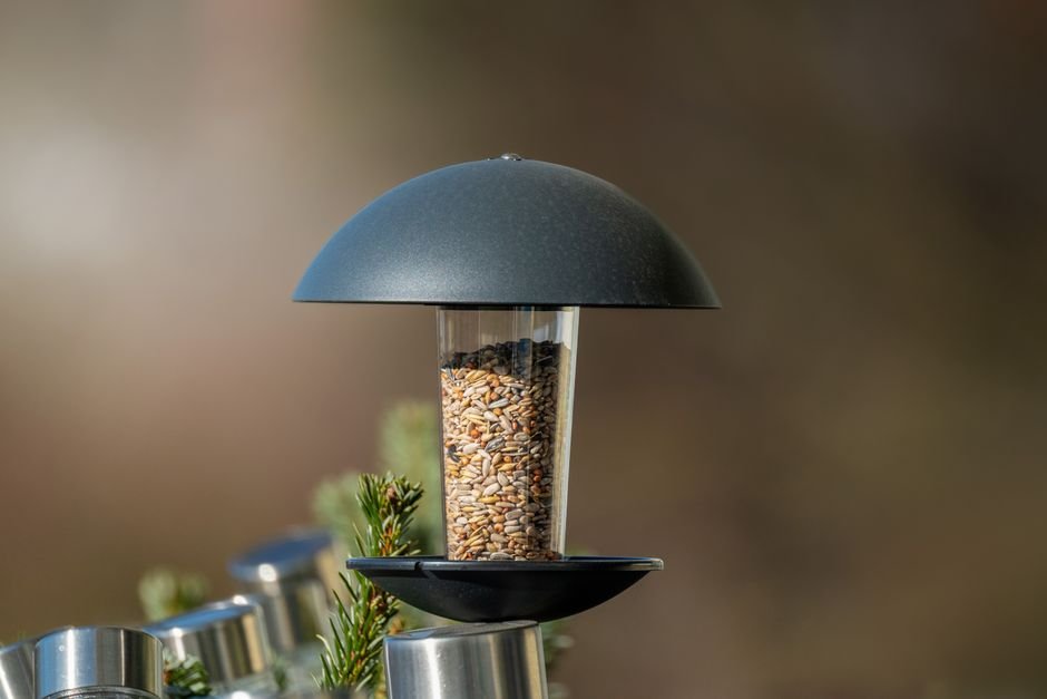 why birds prefer certain seeds