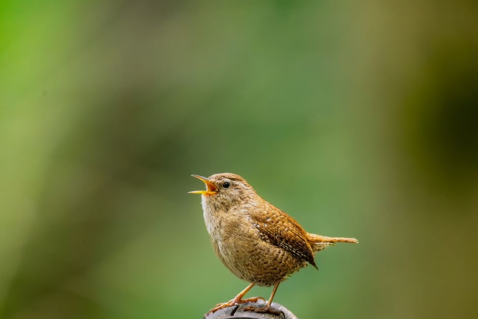 why do birds sing in spring