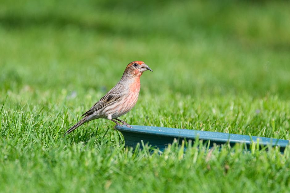 why do finches appear in spring