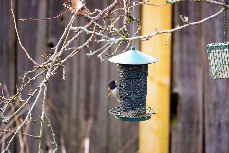 why does my bird feeder keep emptying