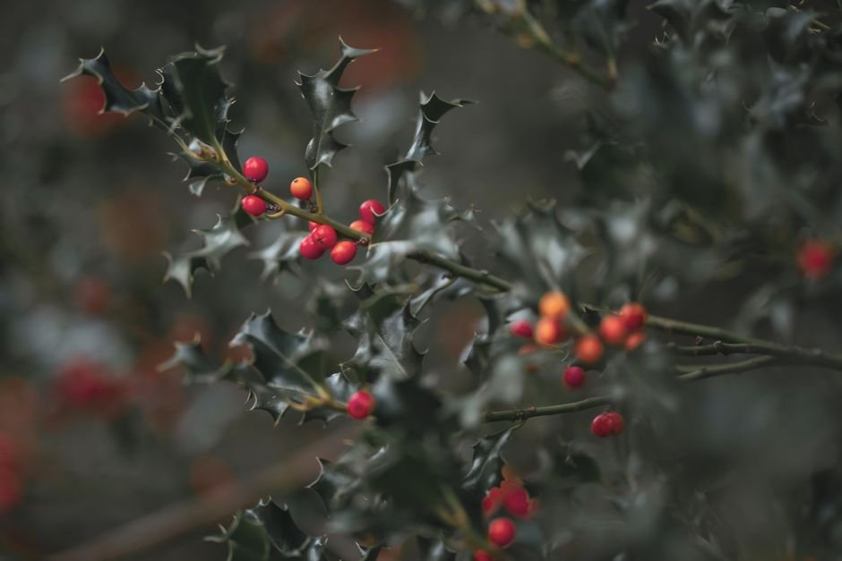 winterberry vs holly for attracting birds